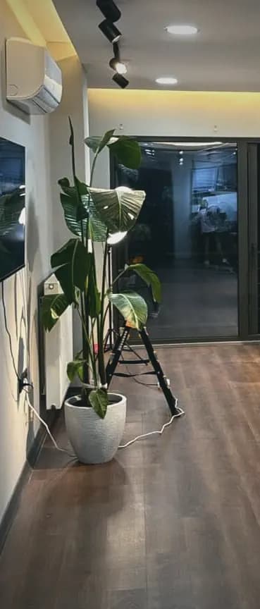 Stüdyo girişindeki büyük yeşil bitki ve sıcak bant aydınlatma